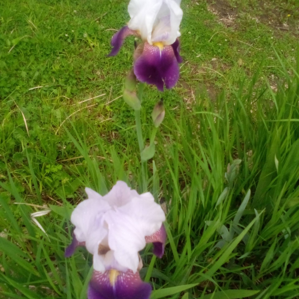 6 Beautiful big mixed iris bulbs, bare root - Picture 4 of 5